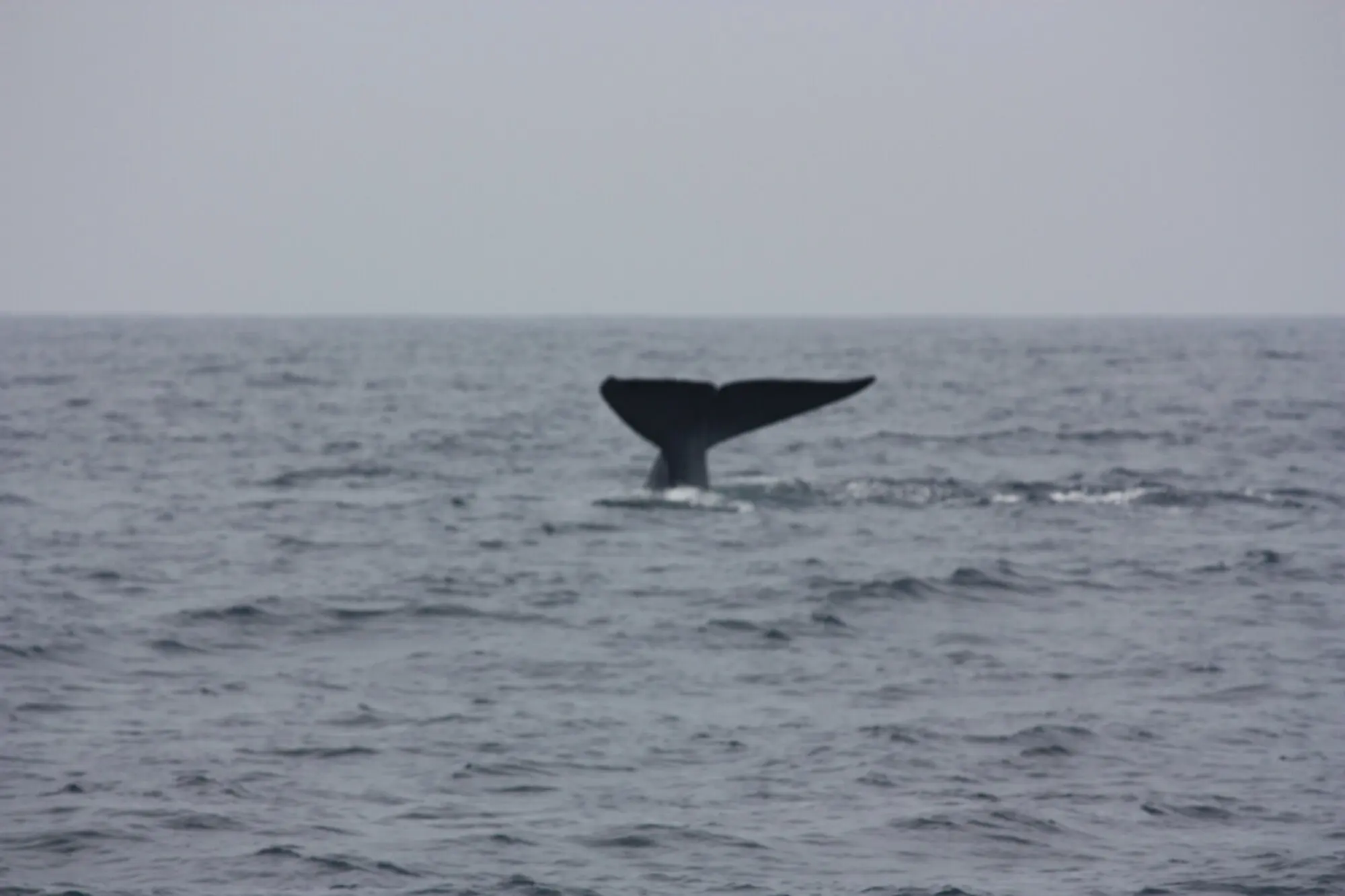 Blue whale off the south coast