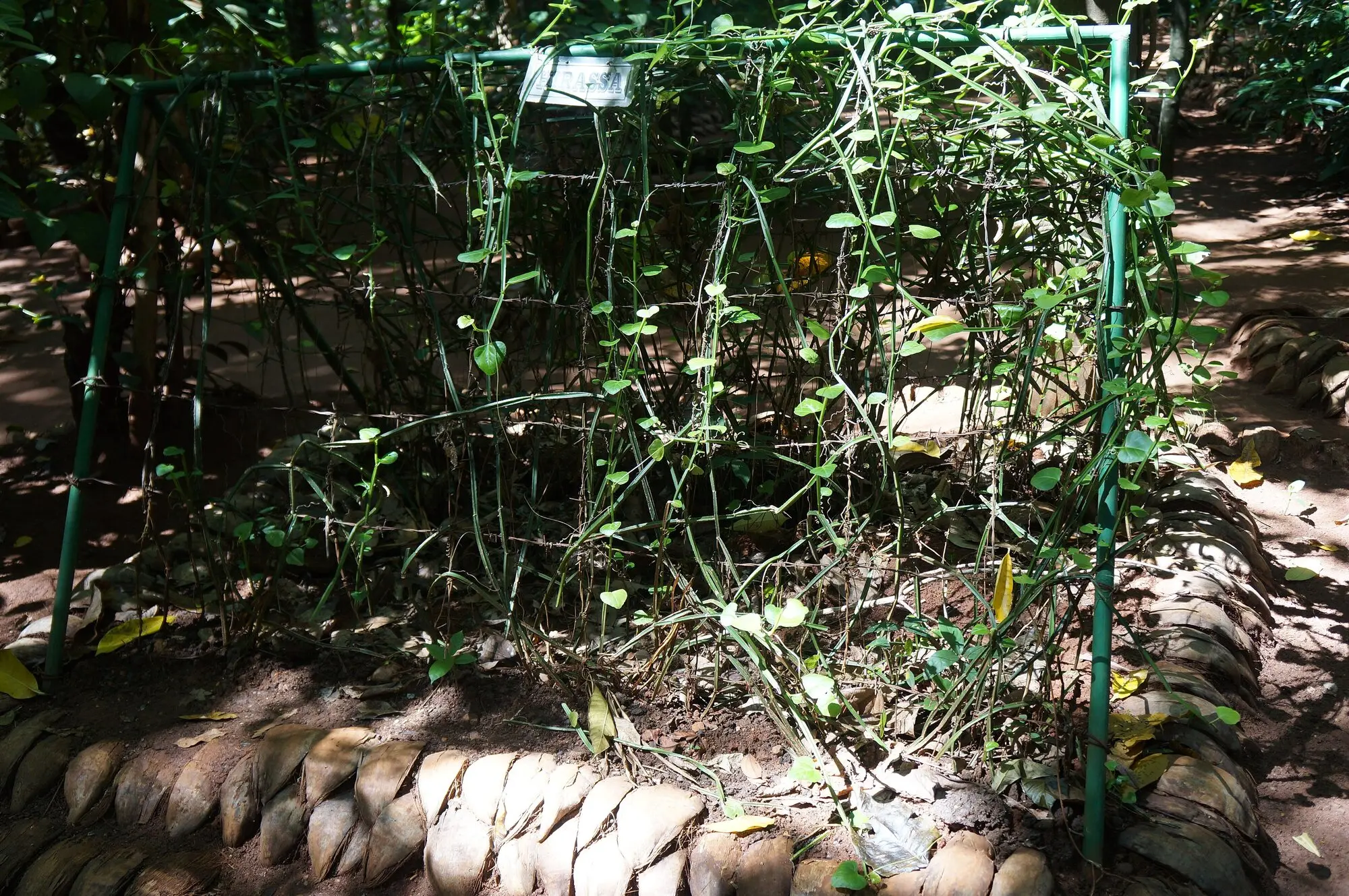 Spice plants in a garden on the Matale road