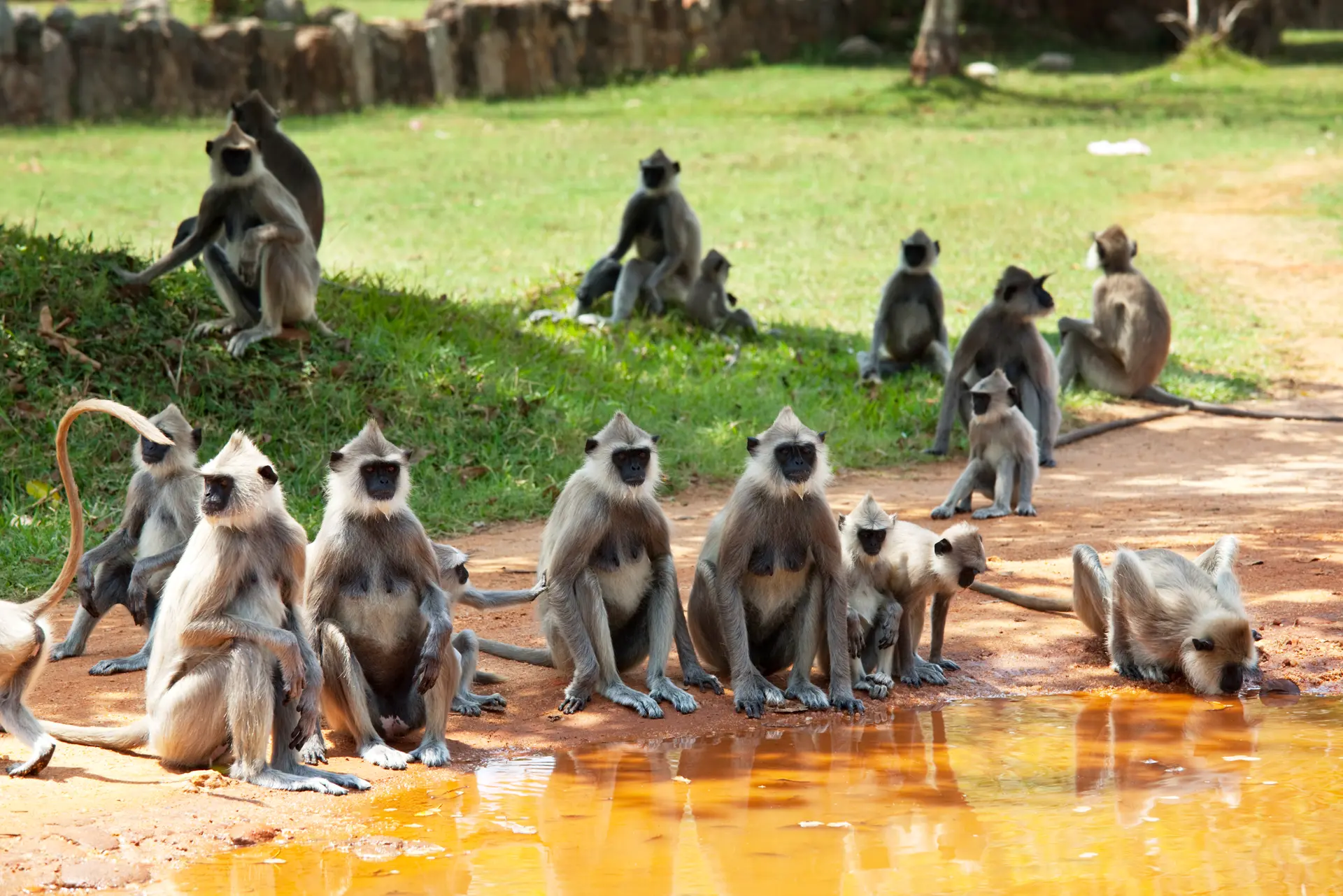 Grey langur monkeys