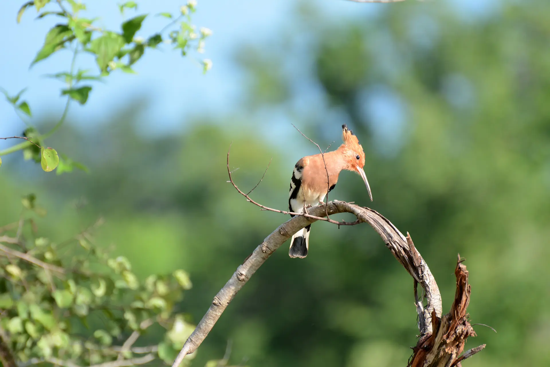 Hoopoe