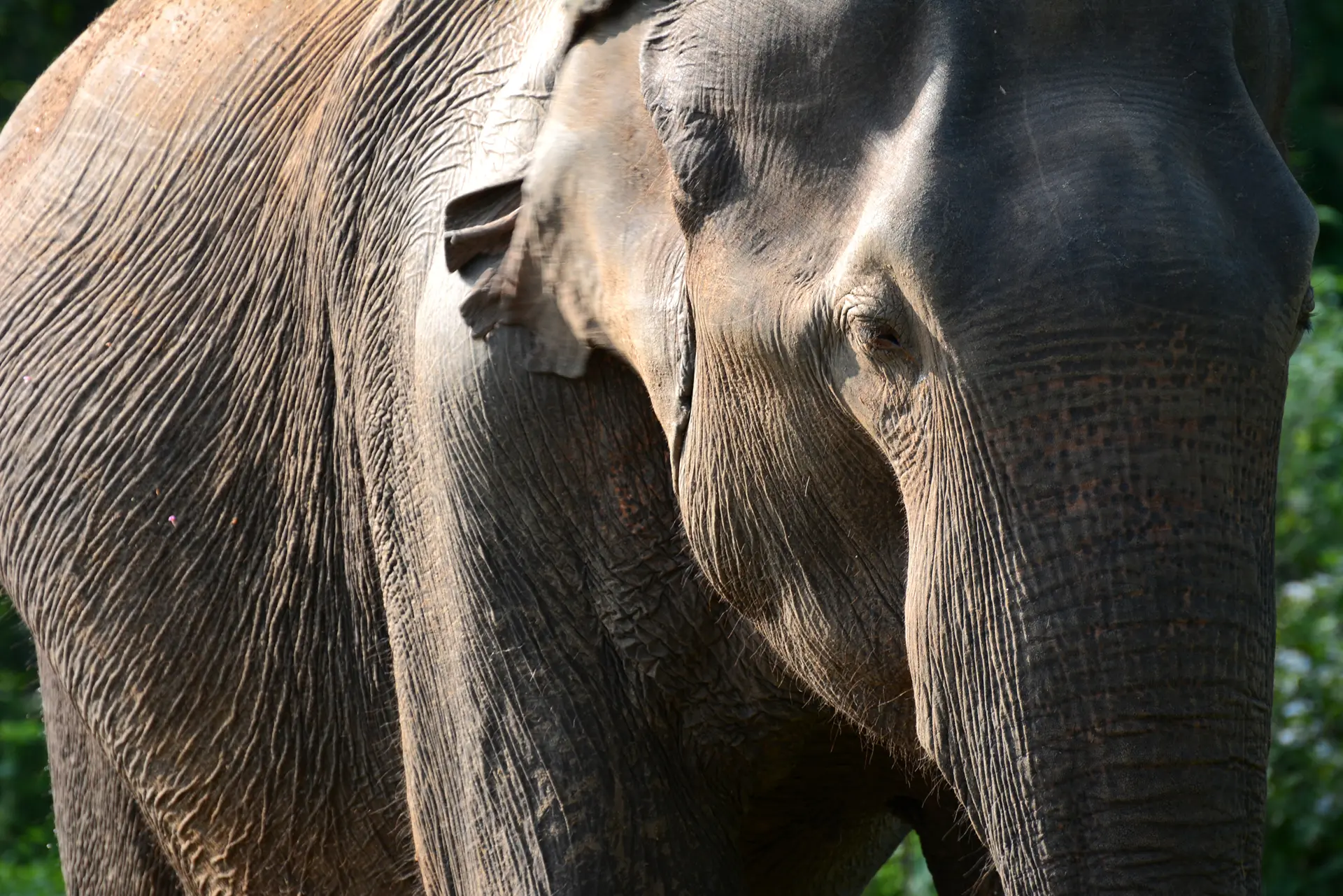 Sri Lankan elephant